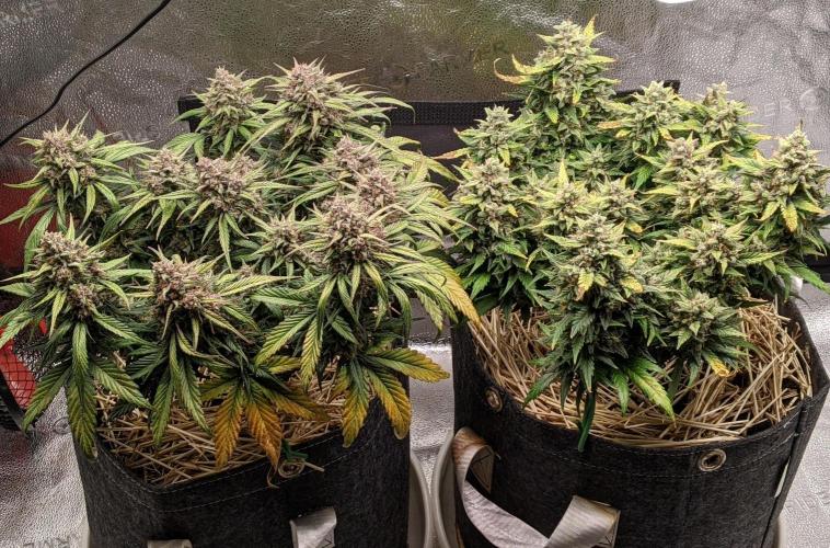 2026 - FB Lemon AK Auto Organic. Week 10 - Day 64