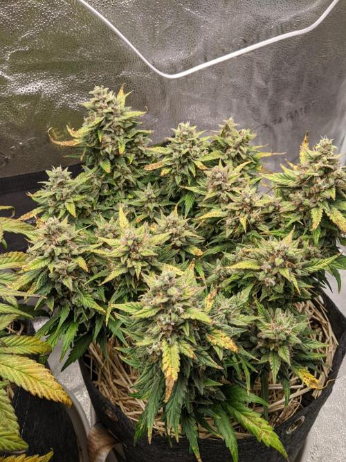 2026 - FB Lemon AK Auto Organic. Week 10 - Day 64