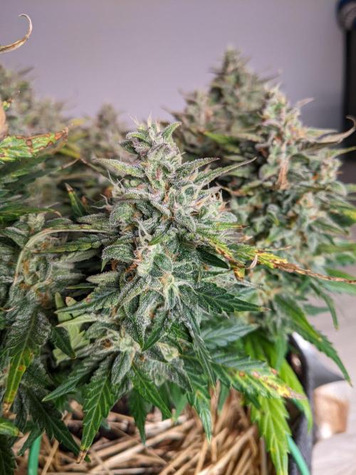 2026 - FB Lemon AK Auto Organic. Week 10 - Day 64