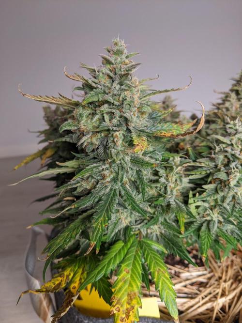 2026 - FB Lemon AK Auto Organic. Week 10 - Day 64