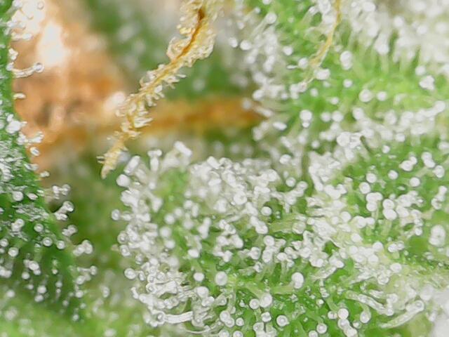 2026 - FB Lemon AK Auto Organic. Week 10 - Day 64