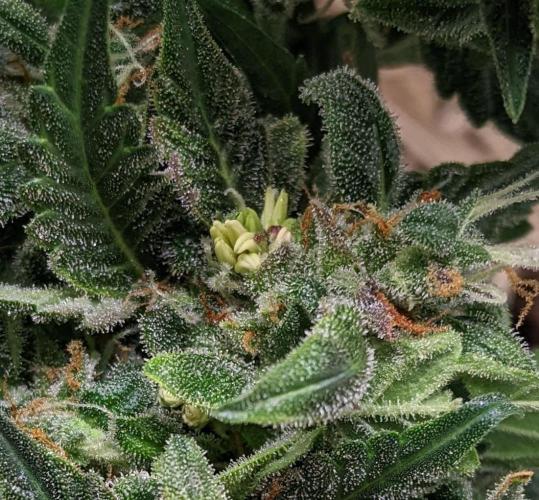 2026 - FB Lemon AK Auto Organic. Week 10 - Day 65