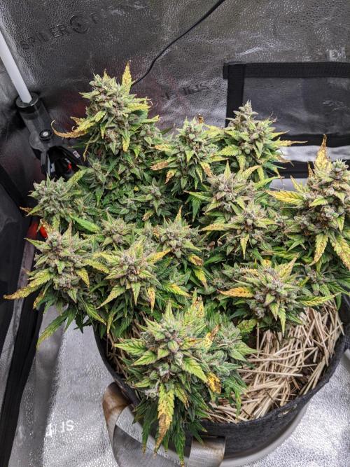 2026 - FB Lemon AK Auto Organic. Week 10 - Day 67