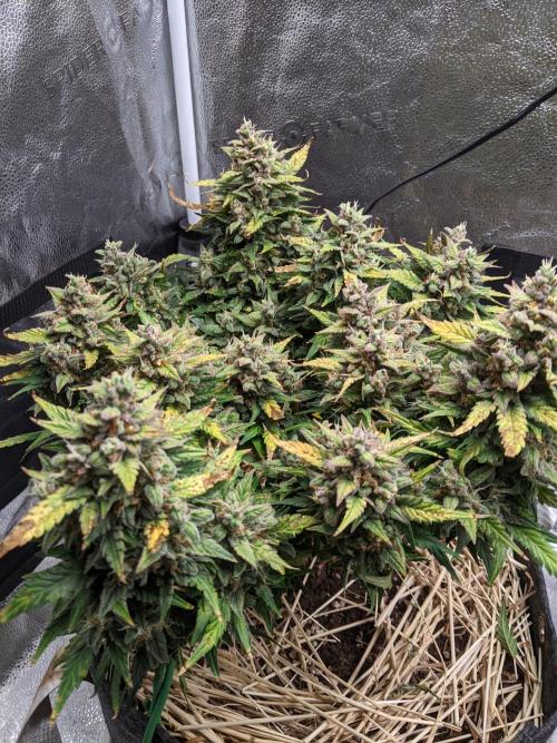 2026 - FB Lemon AK Auto Organic. Week 10 - Day 67