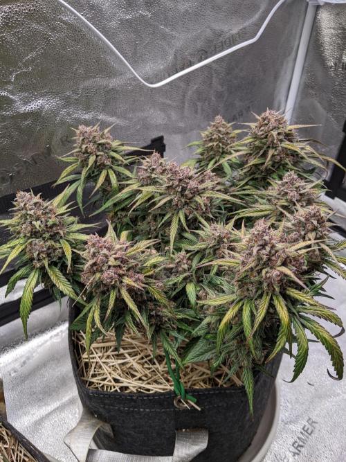 2026 - FB Strawberry Gorilla Organic. Week 10 - Day 67