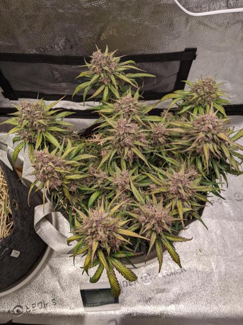 2026 - FB Strawberry Gorilla Organic. Week 10 - Day 67