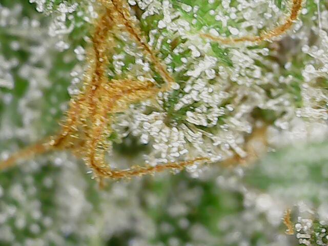 2026 - FB Strawberry Gorilla Organic. Week 10 - Day 67