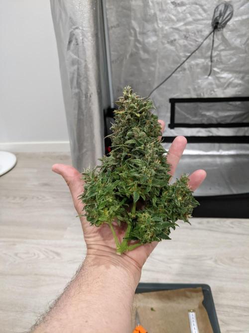 2026 - FB Lemon AK Auto Organic. Week 10 - Day 69