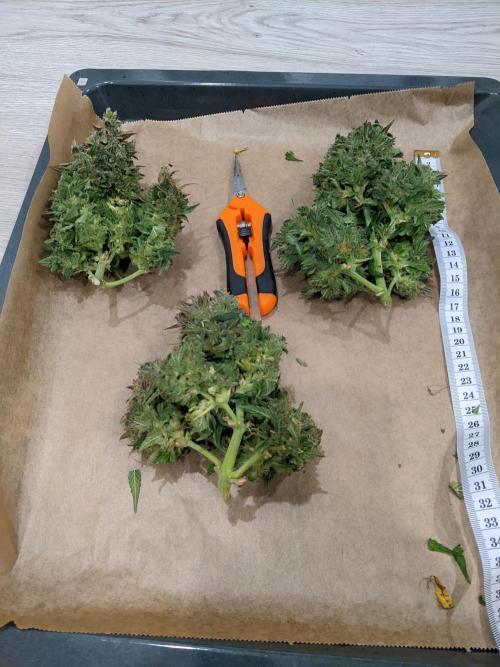 2026 - FB Lemon AK Auto Organic. Week 10 - Day 69