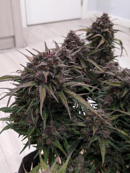 2026 - FB Strawberry Gorilla Organic. Week 10 - Day 69