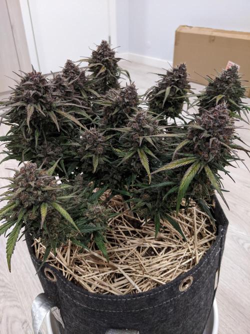 2026 - FB Strawberry Gorilla Organic. Week 10 - Day 69