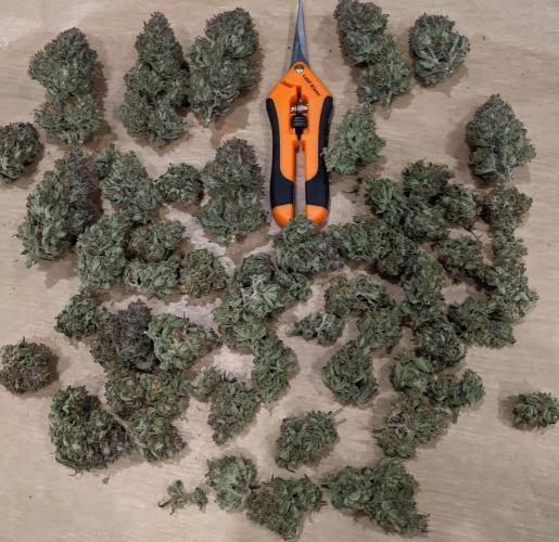 2026 - FB Strawberry Gorilla Organic. Week 10