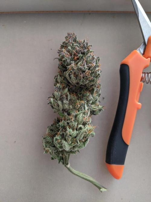 2026 - FB Strawberry Gorilla Organic. Week 10
