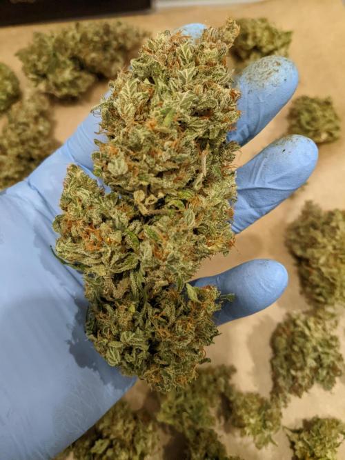 2026 - FB Lemon AK Auto Organic. Week 10