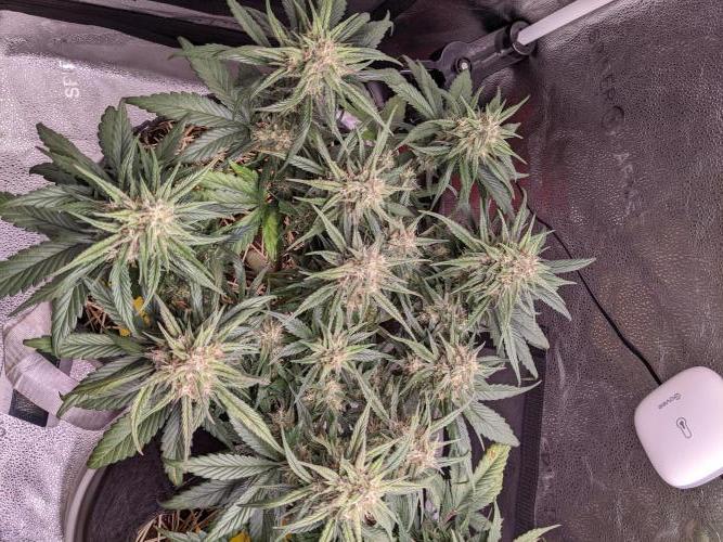 2026 - FB Strawberry Gorilla Organic. Week 8 - Day 50 #1