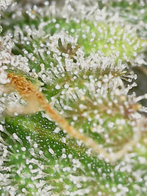 2025 FB - LSD 25; Organic Biotabs. Week 10 - Day 70