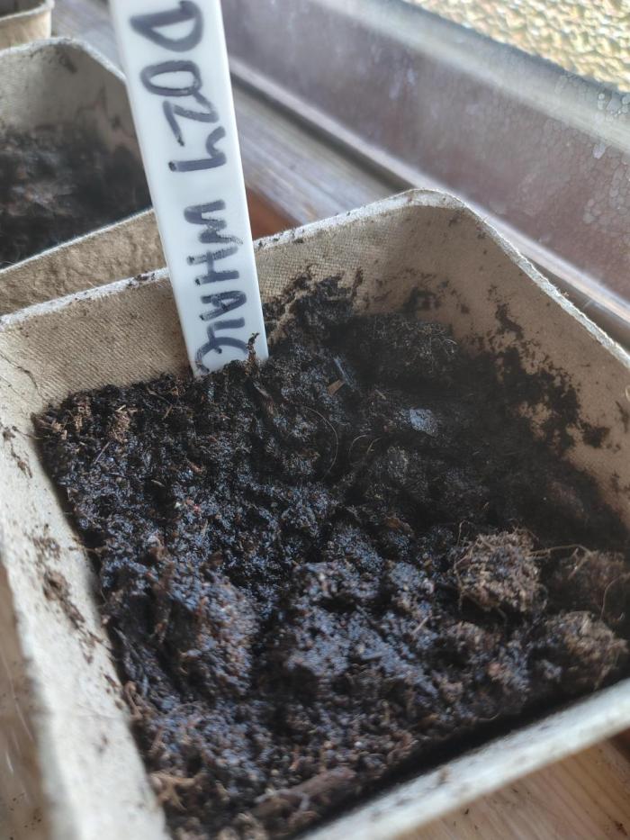 Nordic Dozy Whale. Week 0 - In soil, baby!