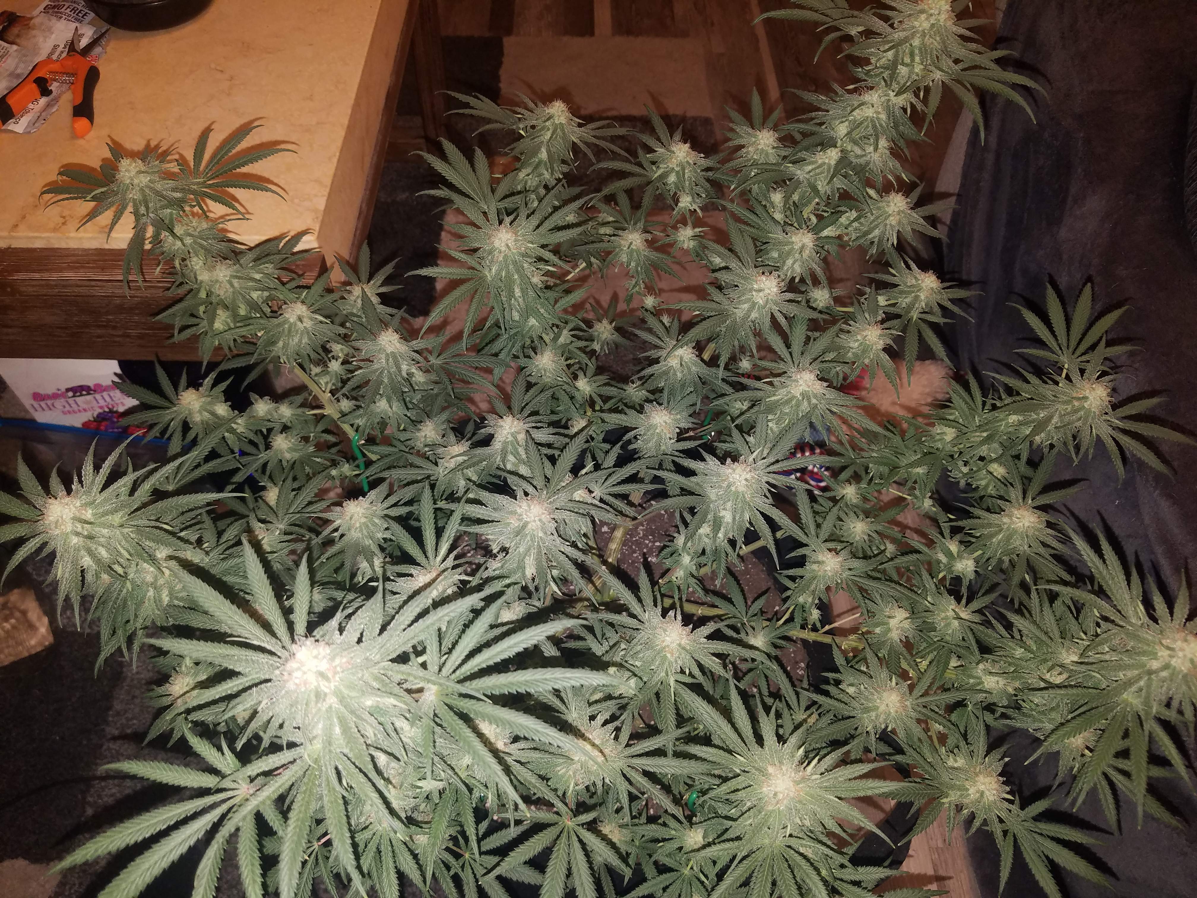 Seedsman Critical Purple Kush grow diary (journal) week13 by Growboi