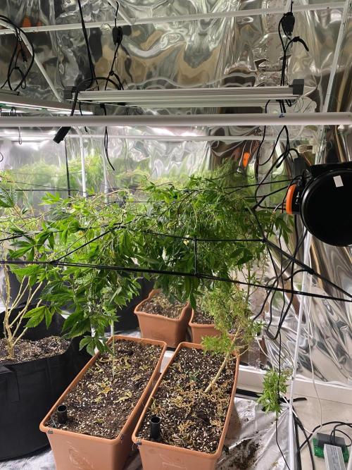 Organic Reg Photos. Week 1