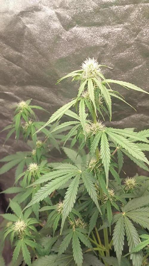 Fat Monkey Auto