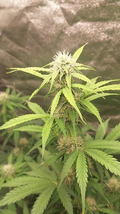 Fat Monkey Auto