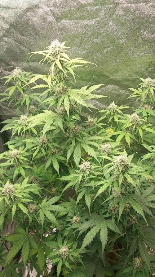 Fat Monkey Auto