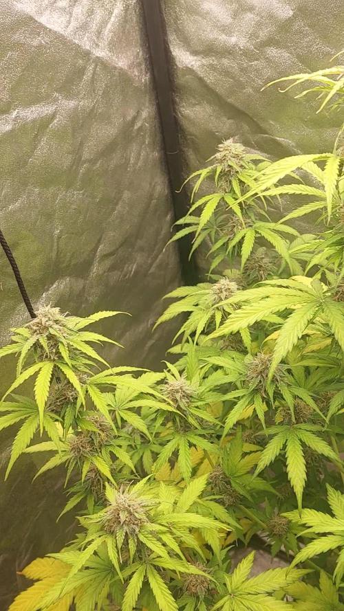 Fat Monkey Auto