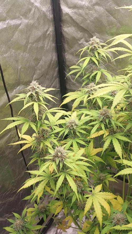 Fat Monkey Auto
