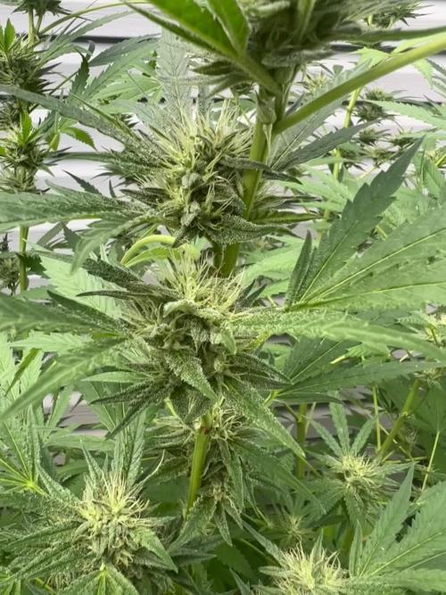 Dumb gas ( Exotic Genetix )