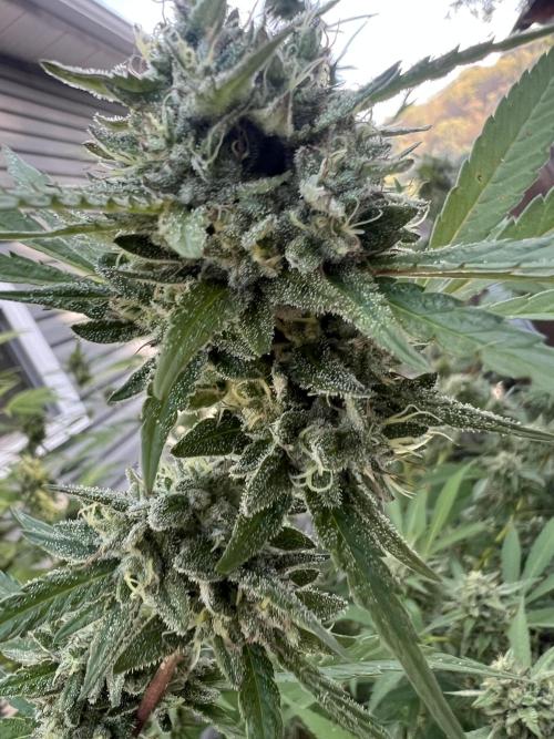 Dumb gas ( Exotic Genetix ). Week 10