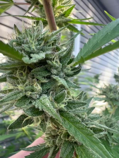 Dumb gas ( Exotic Genetix )