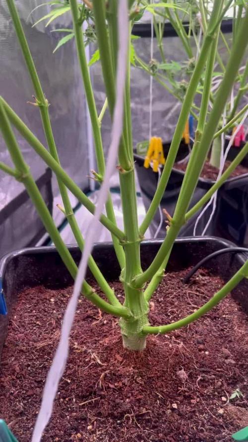 GMO - XL Autopot Indoor 