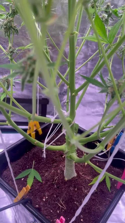 AK Triple Haze - XL Autopot Indoor 