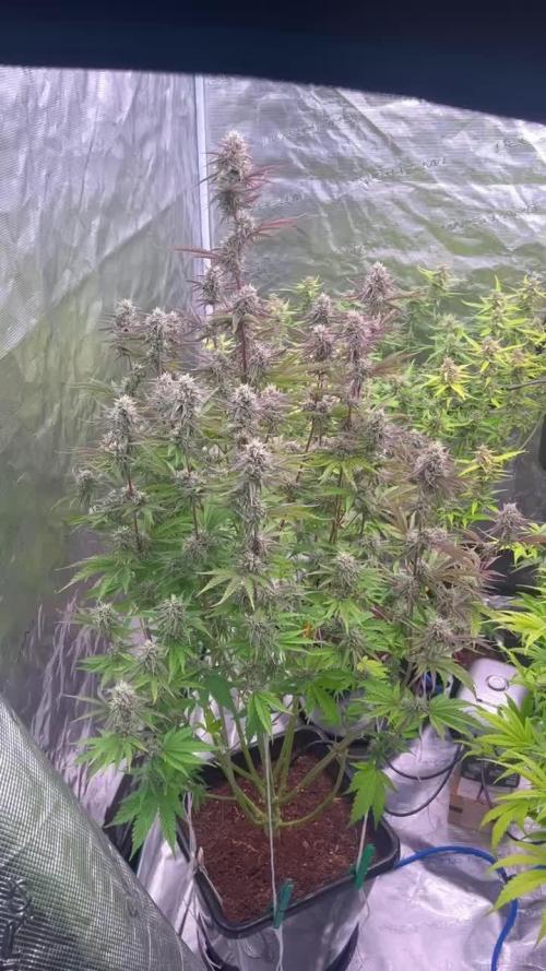 GMO - XL Autopot Indoor 