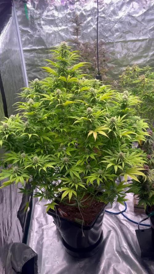 Calamity Jane - XL Autopot Indoor 