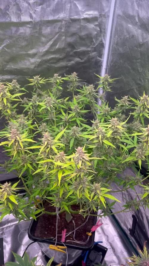 AK Triple Haze - XL Autopot Indoor 