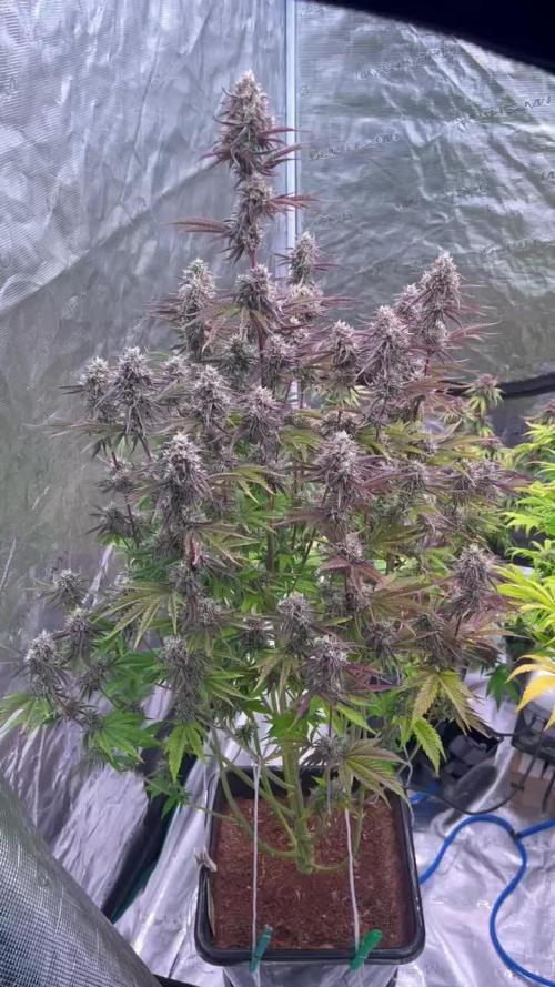 GMO - XL Autopot Indoor 