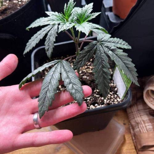 Purple Berry Muffinz. Week 4