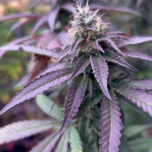 Ztrawberry - indoor 
