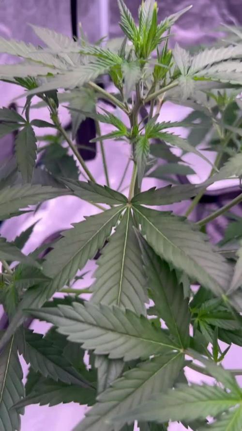 AK Triple Haze - XL Autopot Indoor 