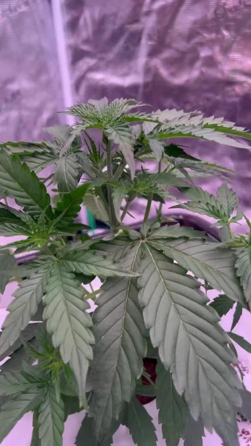 GMO - XL Autopot Indoor 