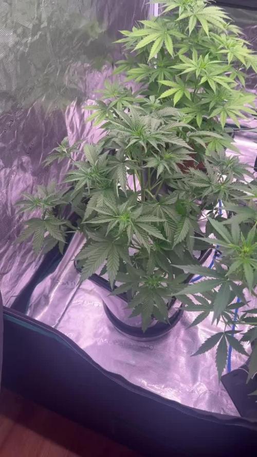 GMO - XL Autopot Indoor 