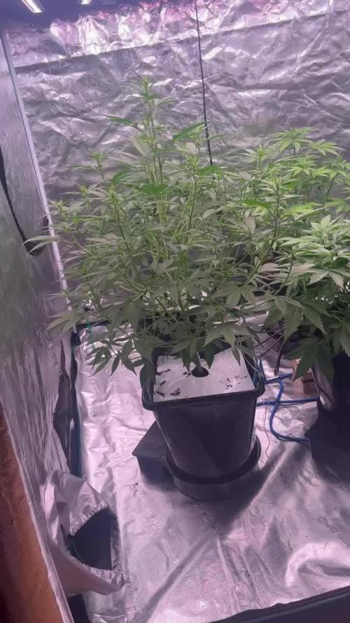 AK Triple Haze - XL Autopot Indoor 