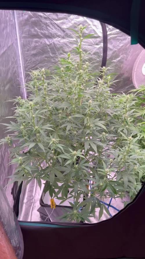 AK Triple Haze - XL Autopot Indoor 