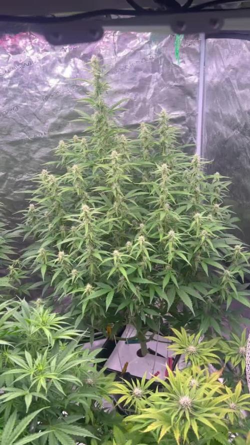 AK Triple Haze - XL Autopot Indoor 