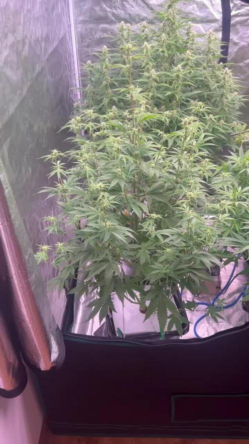 GMO - XL Autopot Indoor 