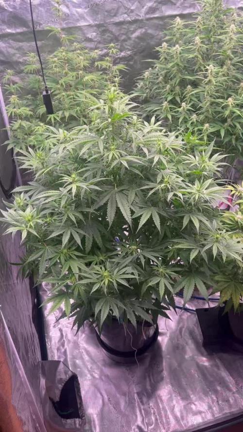 Calamity Jane - XL Autopot Indoor 