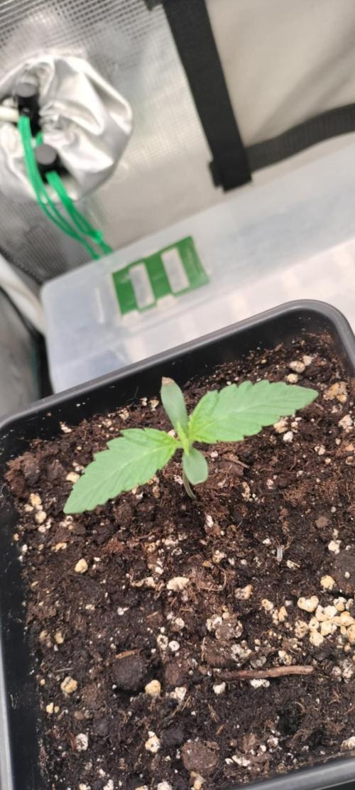 wild weed MT. Week 0