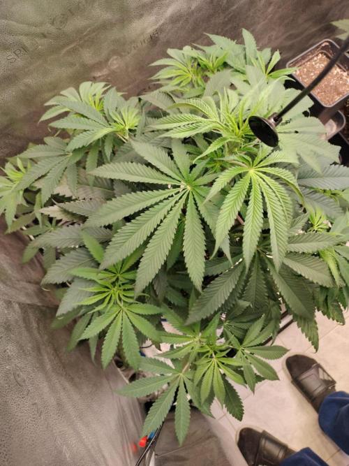 wild weed MT. Week 0