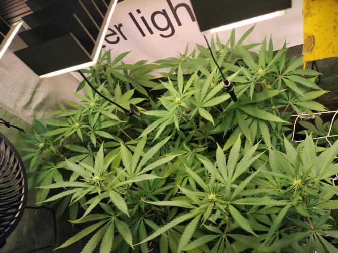 wild weed MT. Week 0